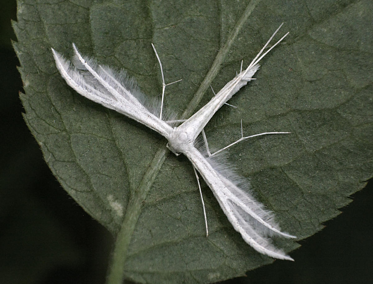 Pterophorus pentadactyla da confermare